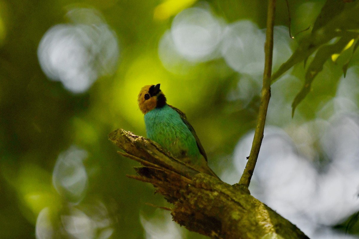 Gilt-edged Tanager - ML618311662