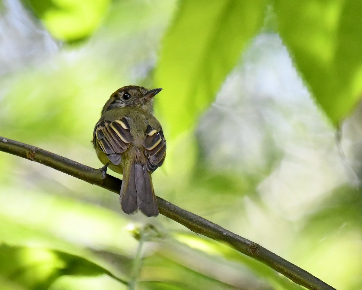 Sepia-capped Flycatcher - Amaury Pimenta