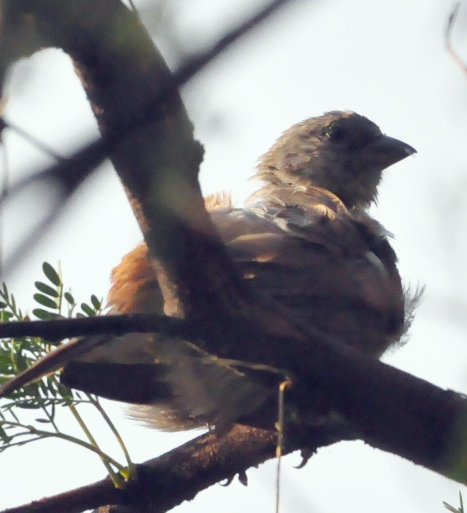 Cape Sparrow - Anonymous