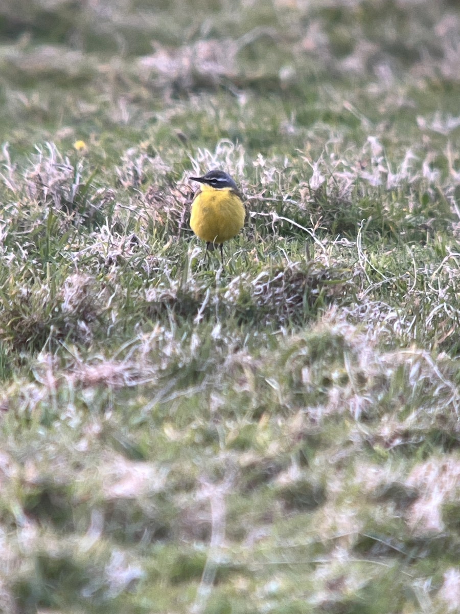 Western Yellow Wagtail (flava) - ML618311723