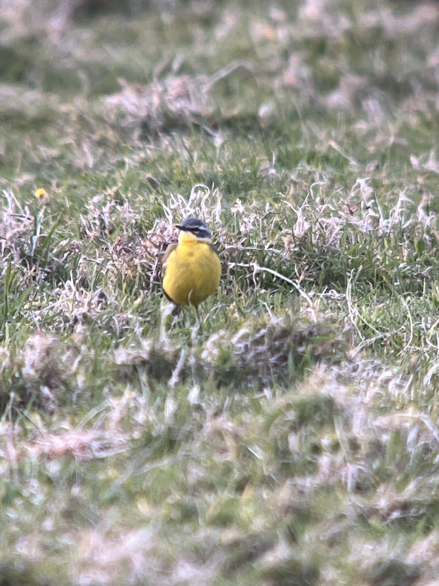 Western Yellow Wagtail (flava) - ML618311724