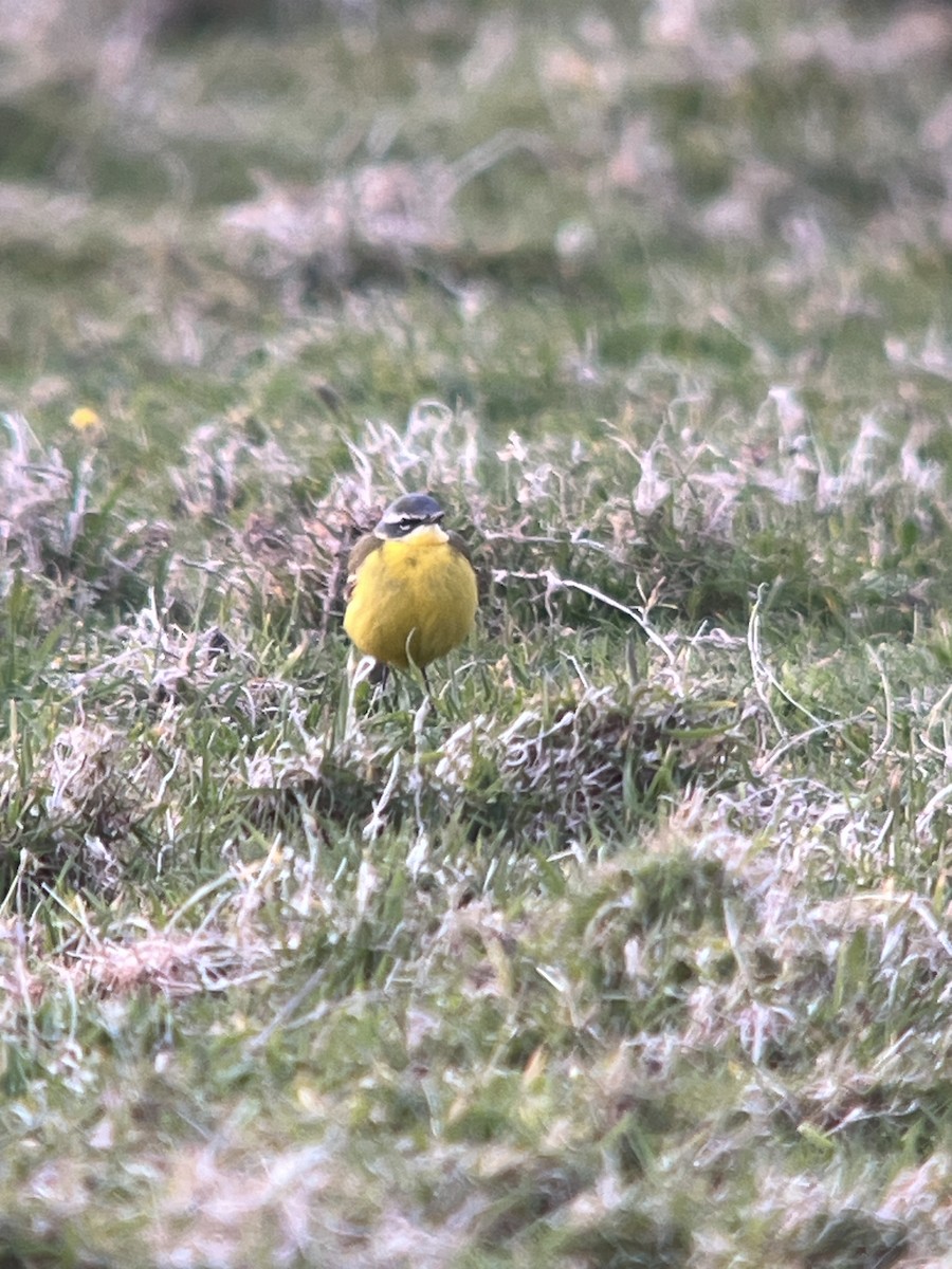 Western Yellow Wagtail (flava) - ML618311733