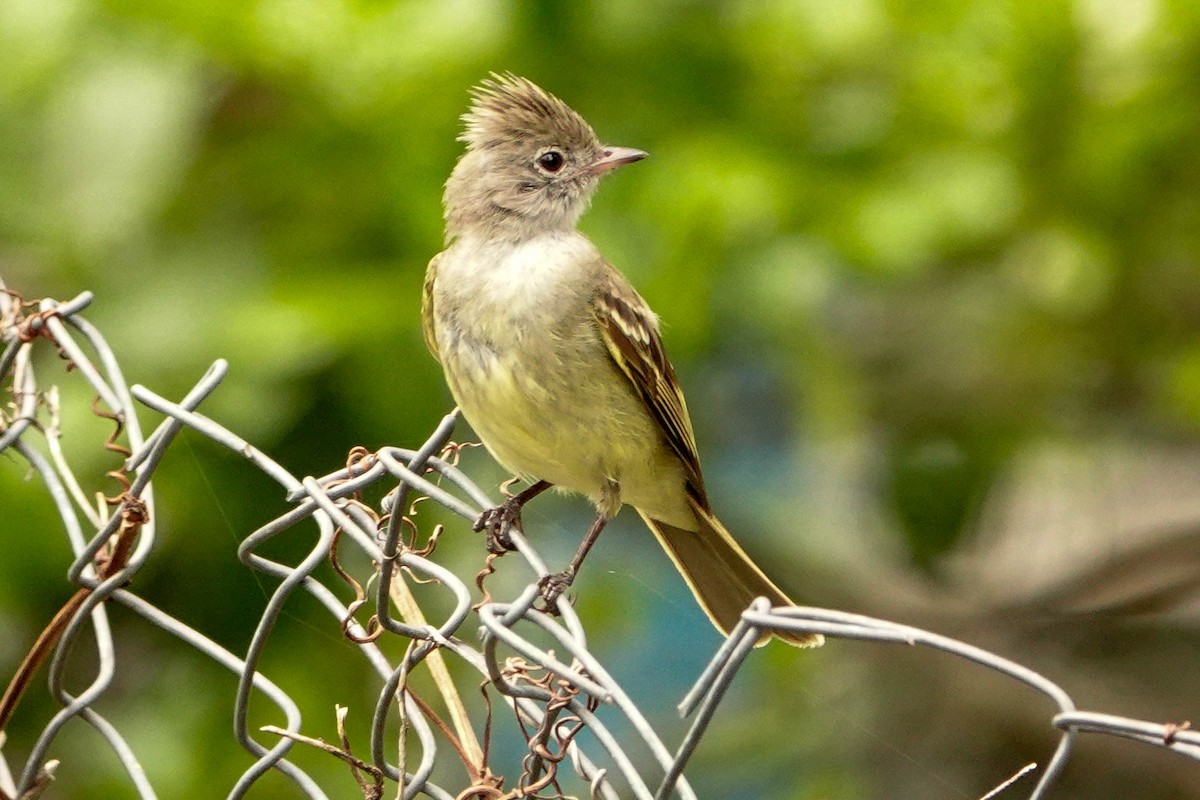 Lesser Elaenia - Kathy Doddridge