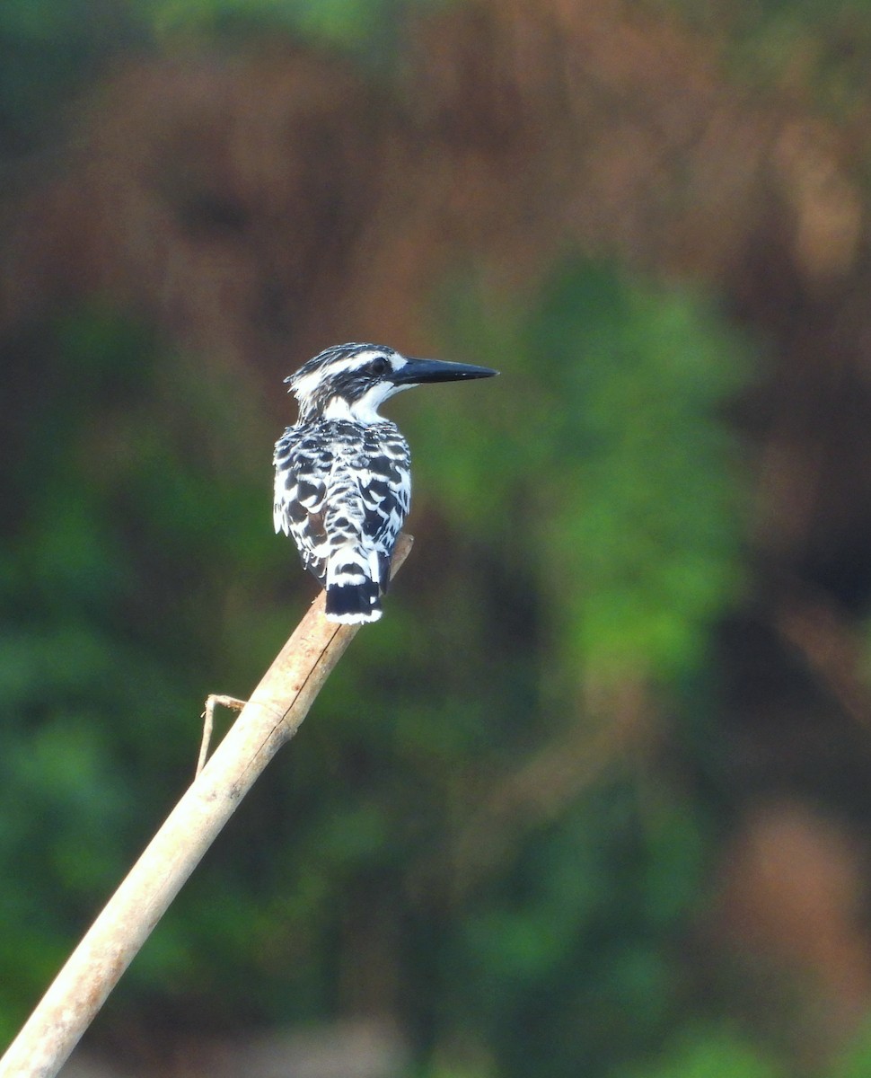 Pied Kingfisher - Uma Vaijnath