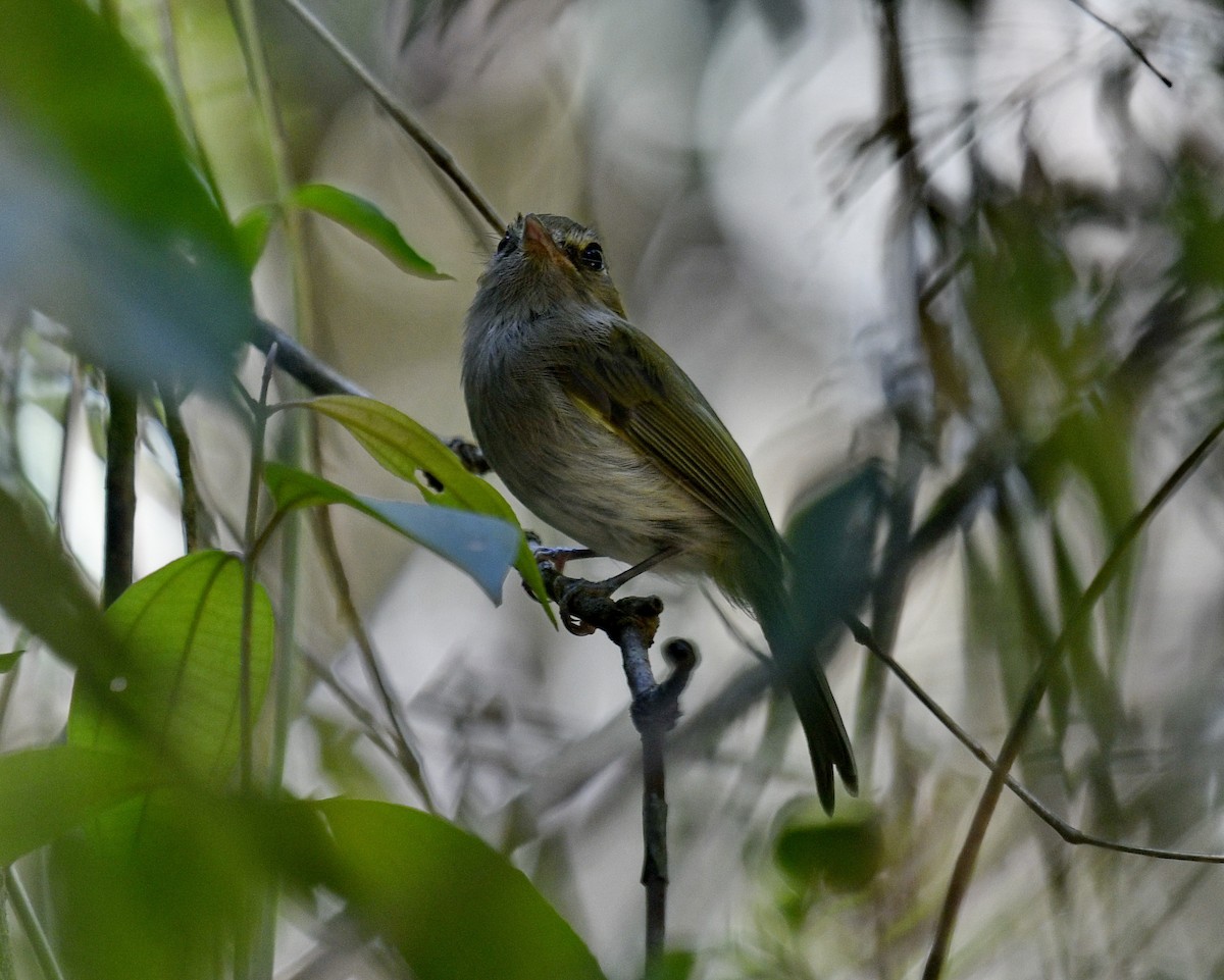 コビトドリモドキ - ML618311876