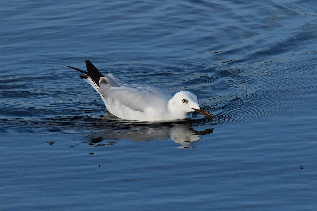 Slender-billed Gull - ML618311878