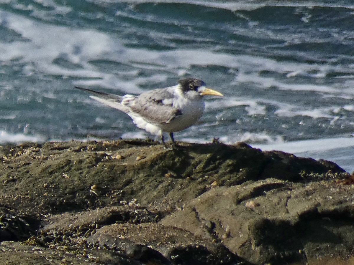 Great Crested Tern - Thomas Nataprawira