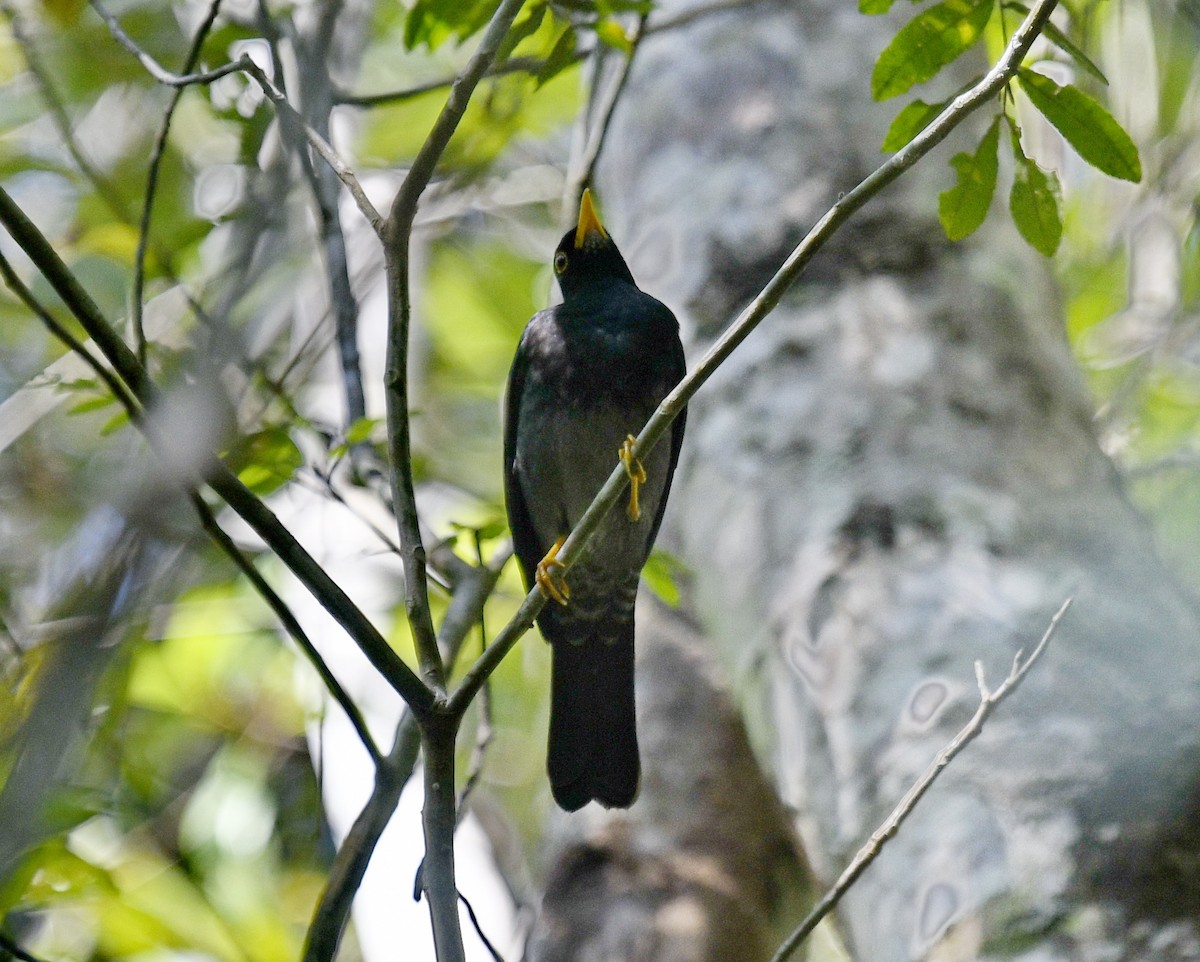 Yellow-legged Thrush - ML618311912