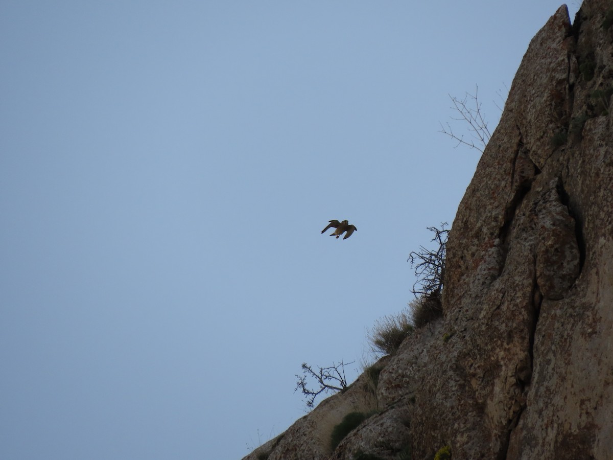 Eurasian Kestrel - Mehrdad Vaziri