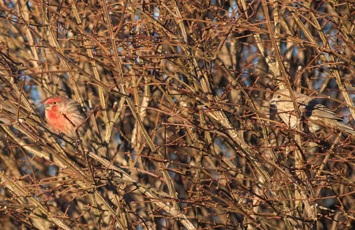 House Finch - ML618311949