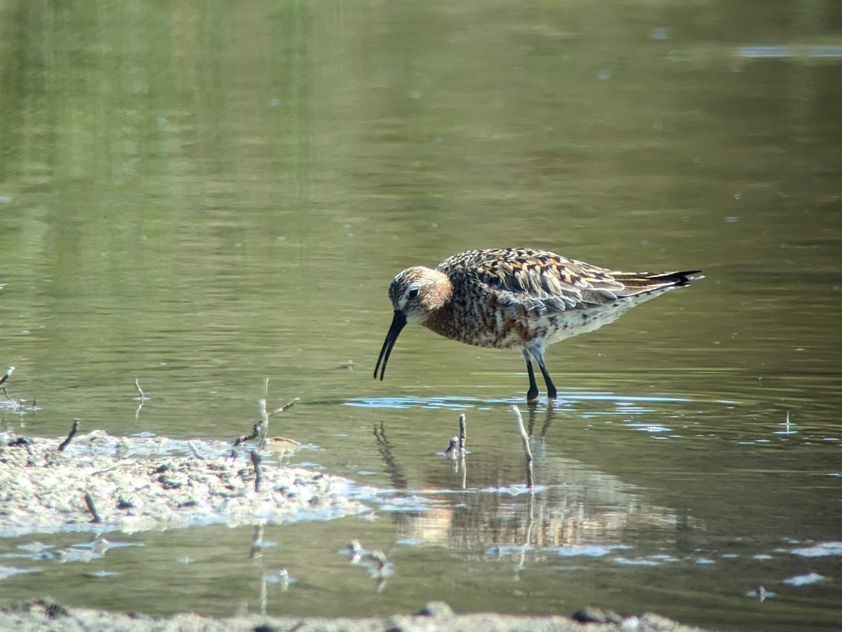 Curlew Sandpiper - ML618311962