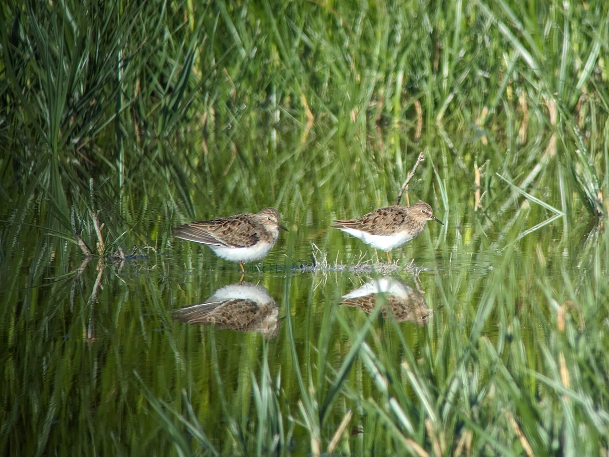 Temminck's Stint - ML618311965