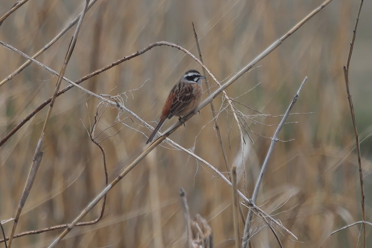 Meadow Bunting - ML618311971