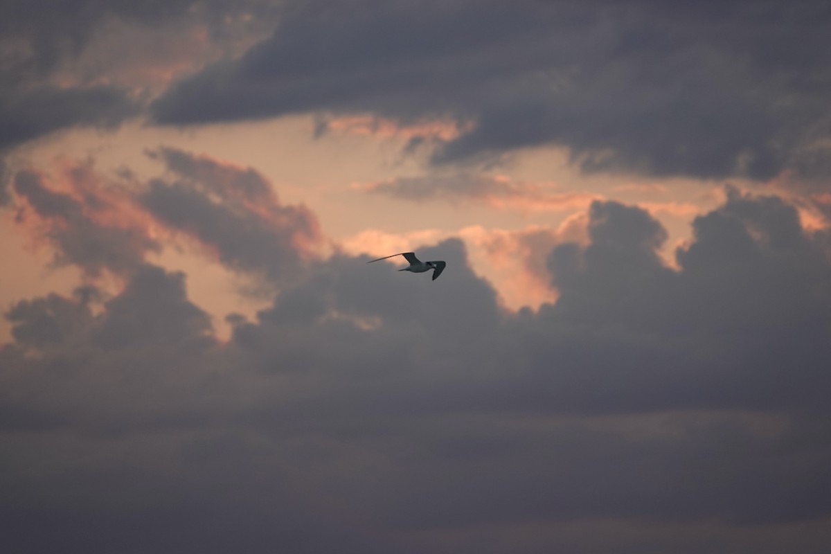 Great Crested Tern - Snotty Foster