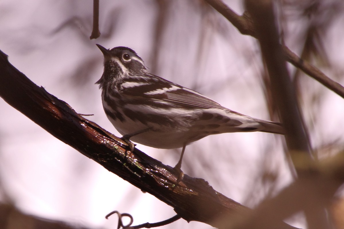 Black-and-white Warbler - Lowell Goudge