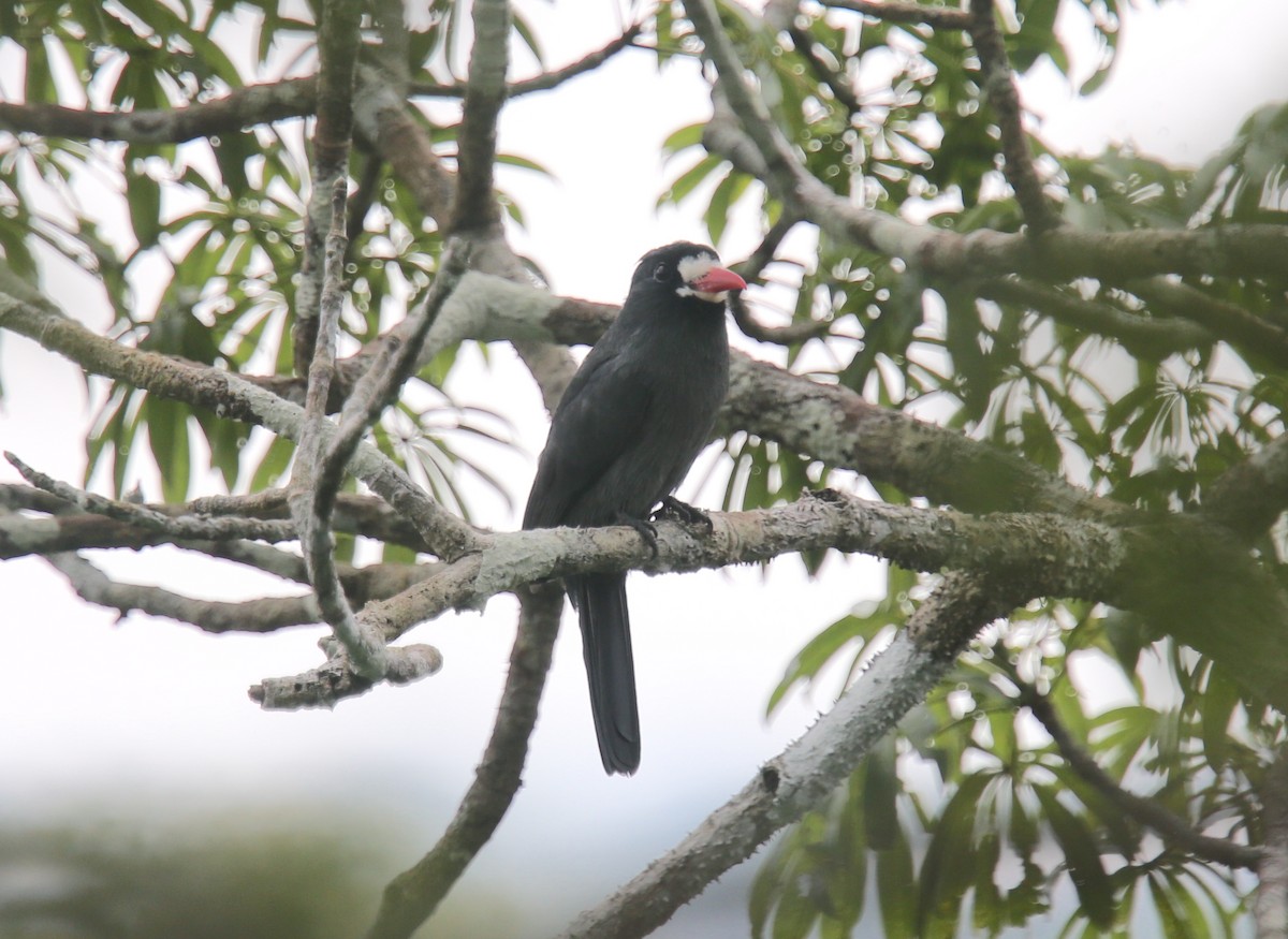 White-fronted Nunbird (White-fronted) - Desmond Allen