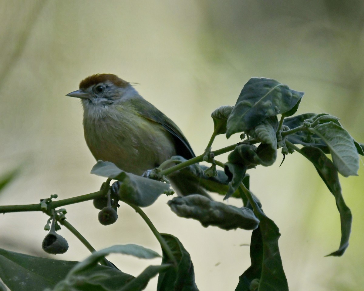 Gray-eyed Greenlet - Amaury Pimenta