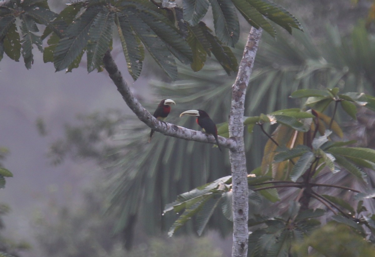 Красногрудый арасари (flavirostris) - ML618312124