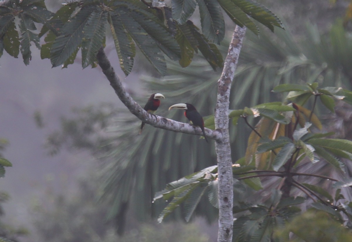 Araçari d'Azara (flavirostris) - ML618312124