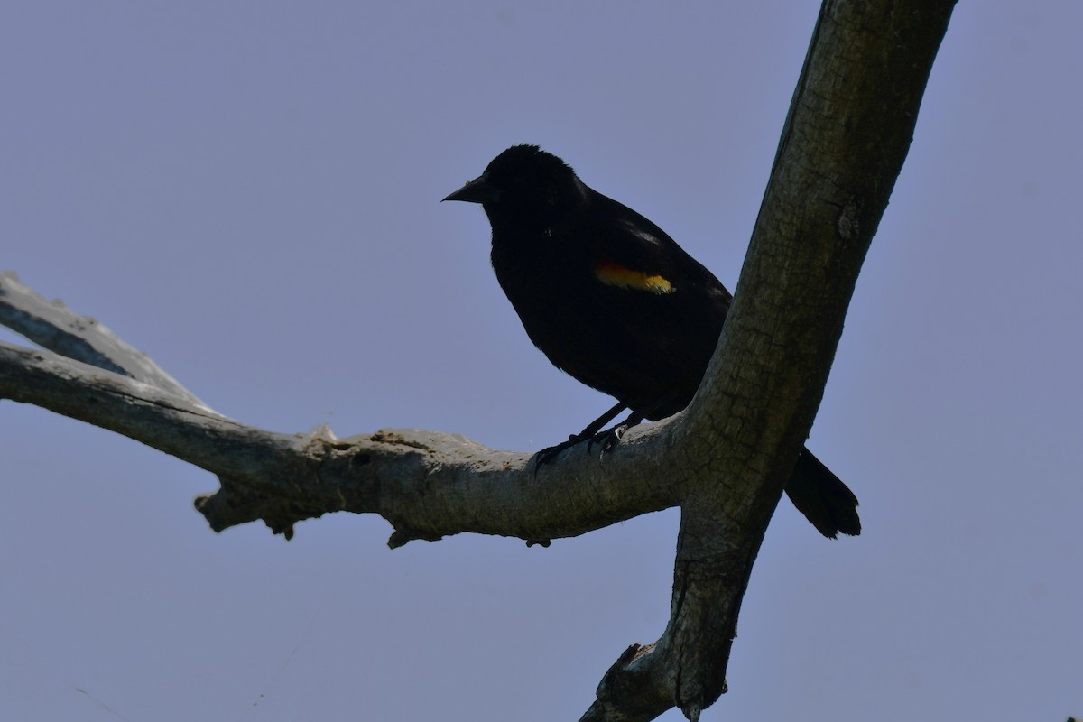 Red-winged Blackbird - ML618312136