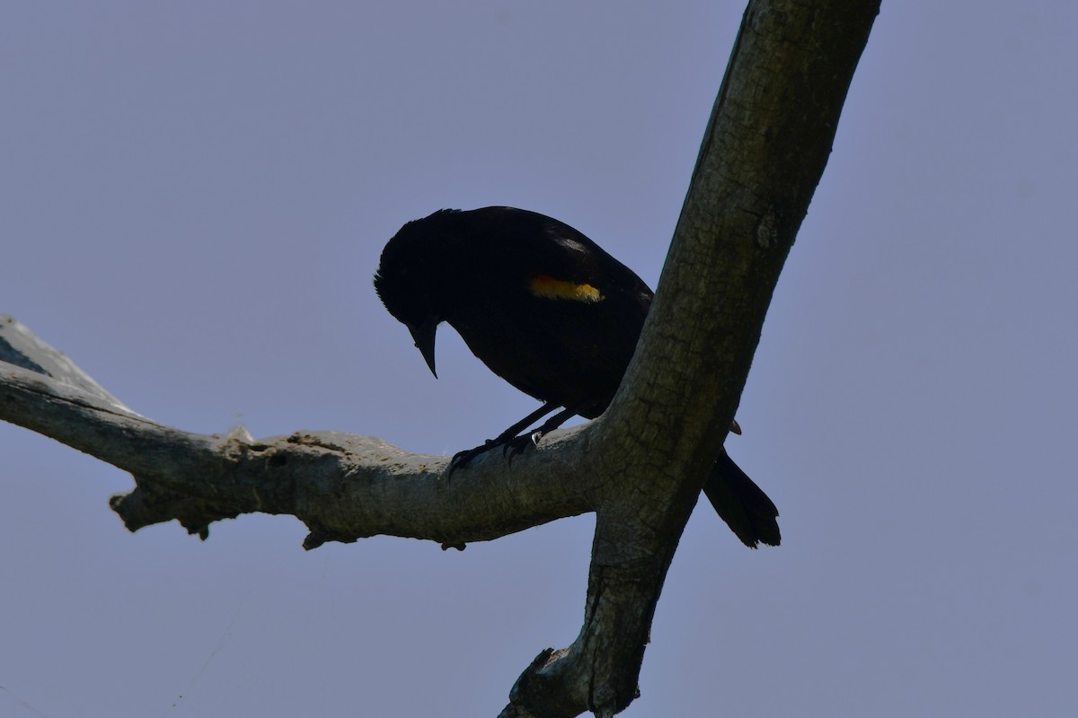 Red-winged Blackbird - ML618312137