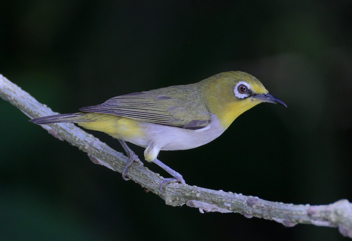 Swinhoe's White-eye - ML618312265