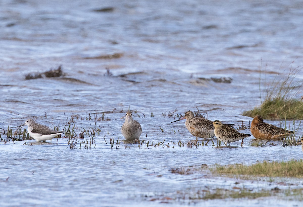 Common Greenshank - ML618312270