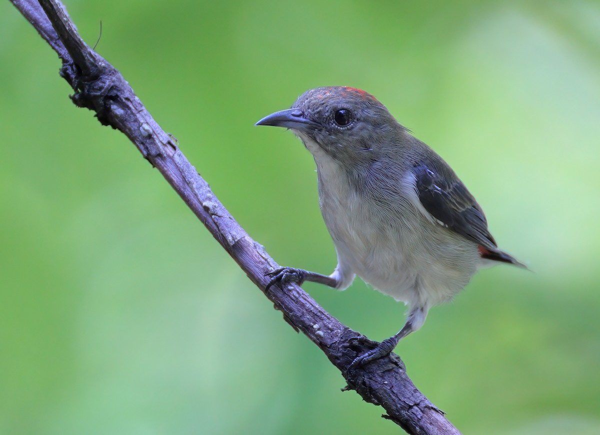 Scarlet-backed Flowerpecker - ML618312273