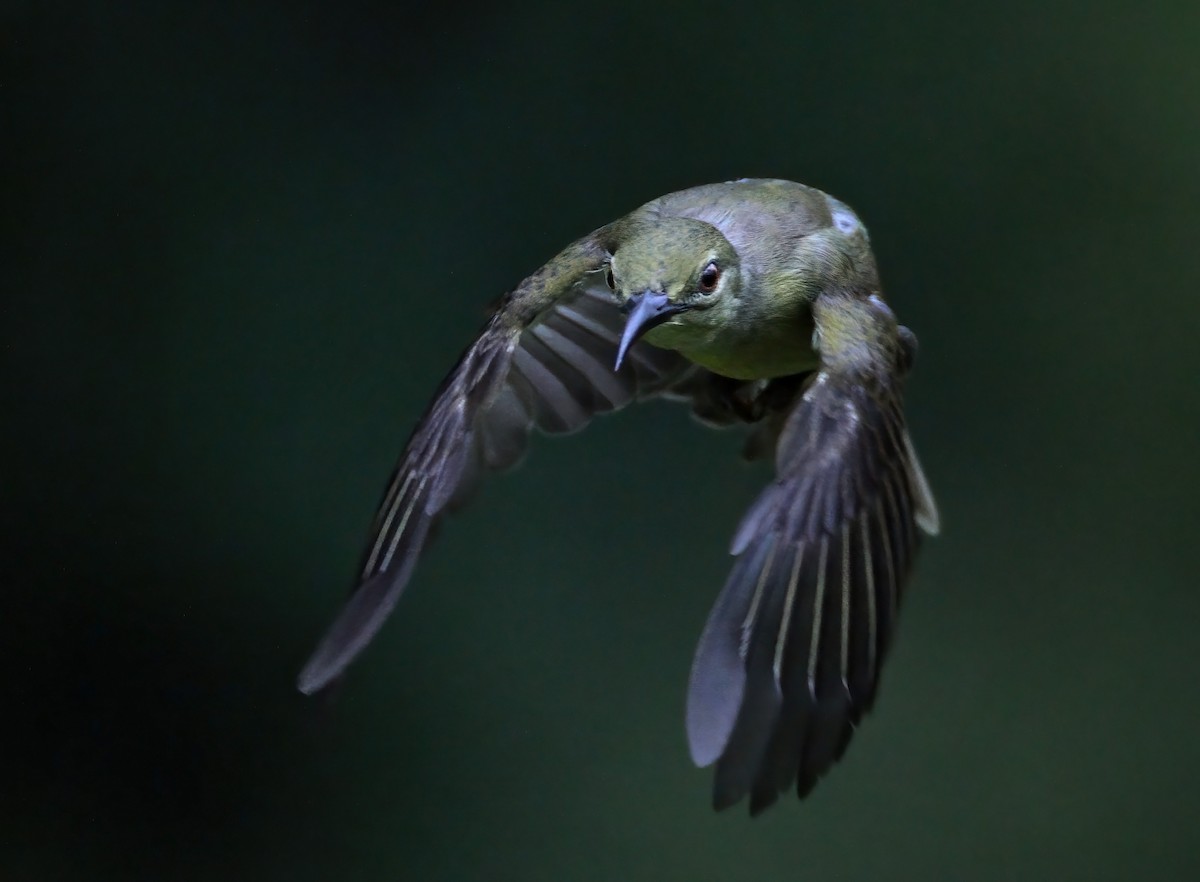 Brown-throated Sunbird - sheau torng lim