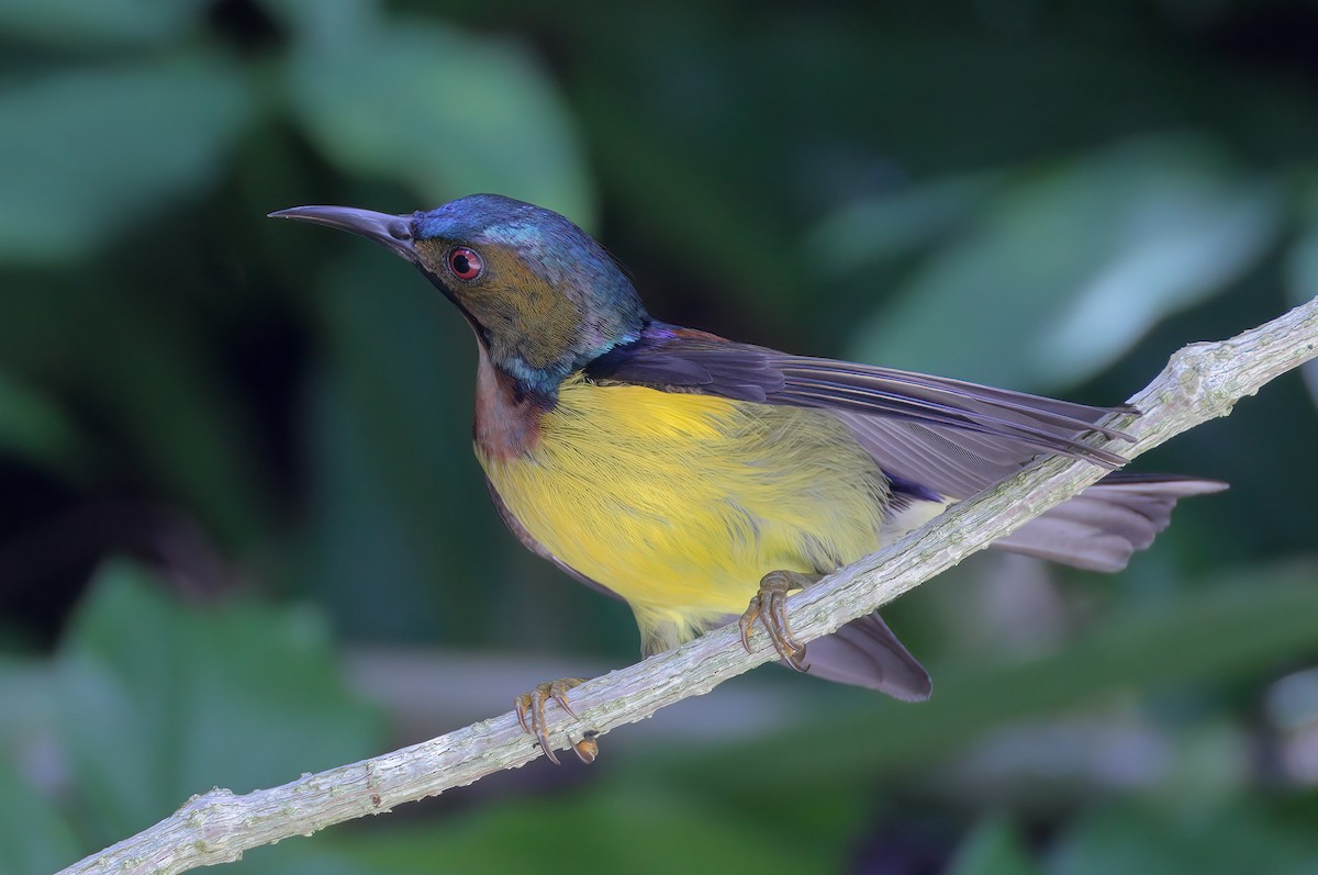 Brown-throated Sunbird - sheau torng lim