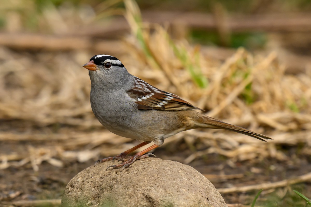 White-crowned Sparrow - Artur Przybylo