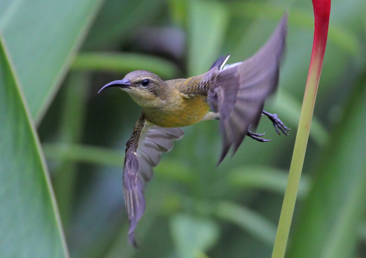 Ornate Sunbird - ML618312312