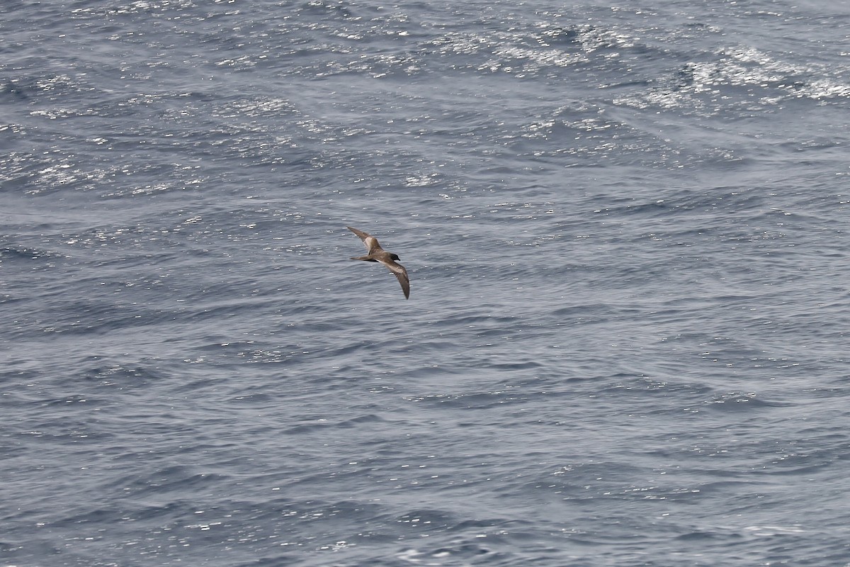 Bulwer's Petrel - ML618312330