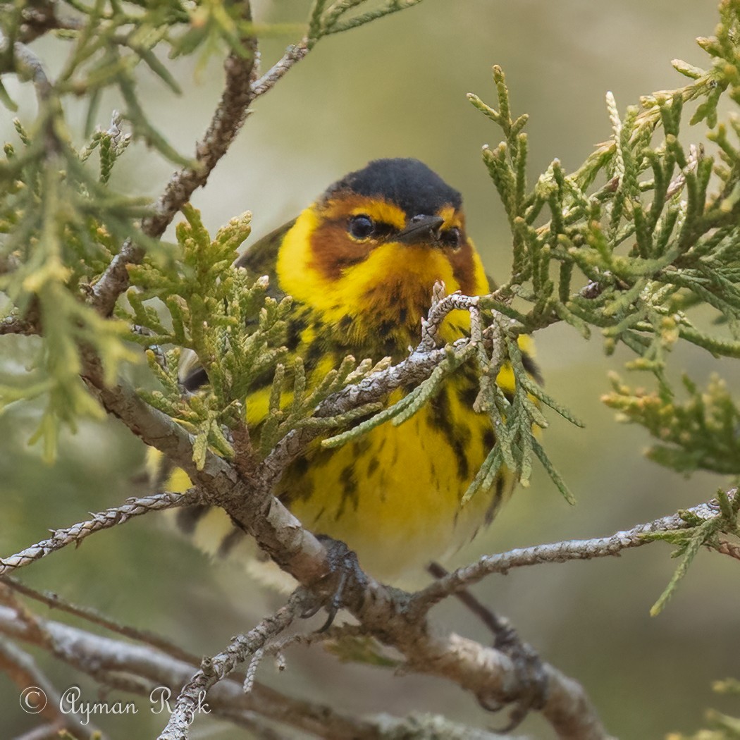 Cape May Warbler - Ayman Rizk