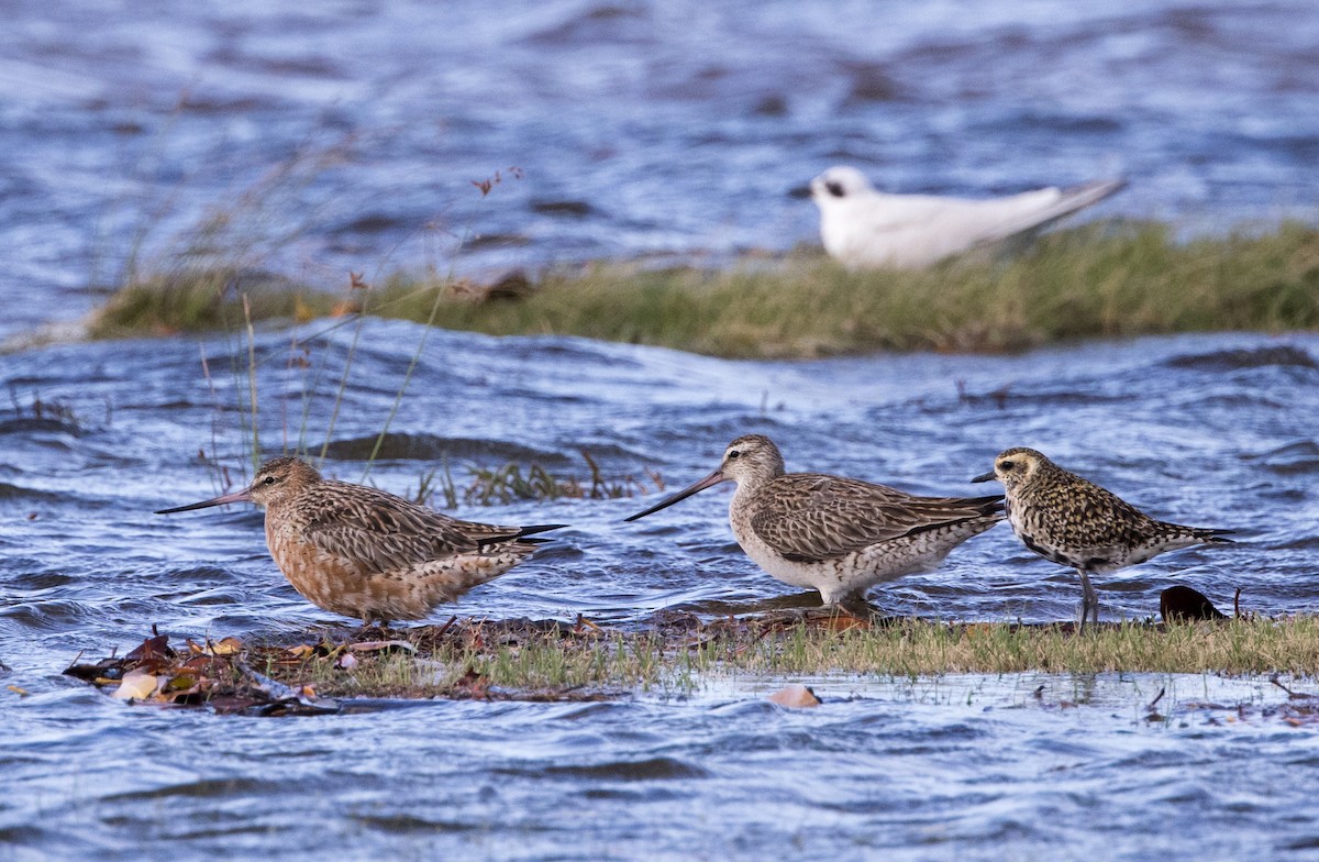 Bar-tailed Godwit (Siberian) - ML618312351