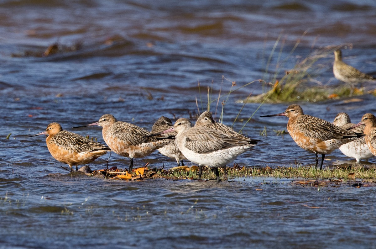 Bar-tailed Godwit (Siberian) - ML618312354