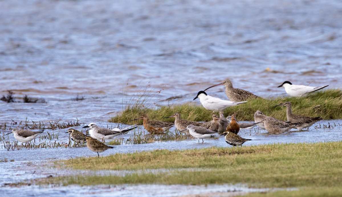 Bar-tailed Godwit (Siberian) - ML618312356