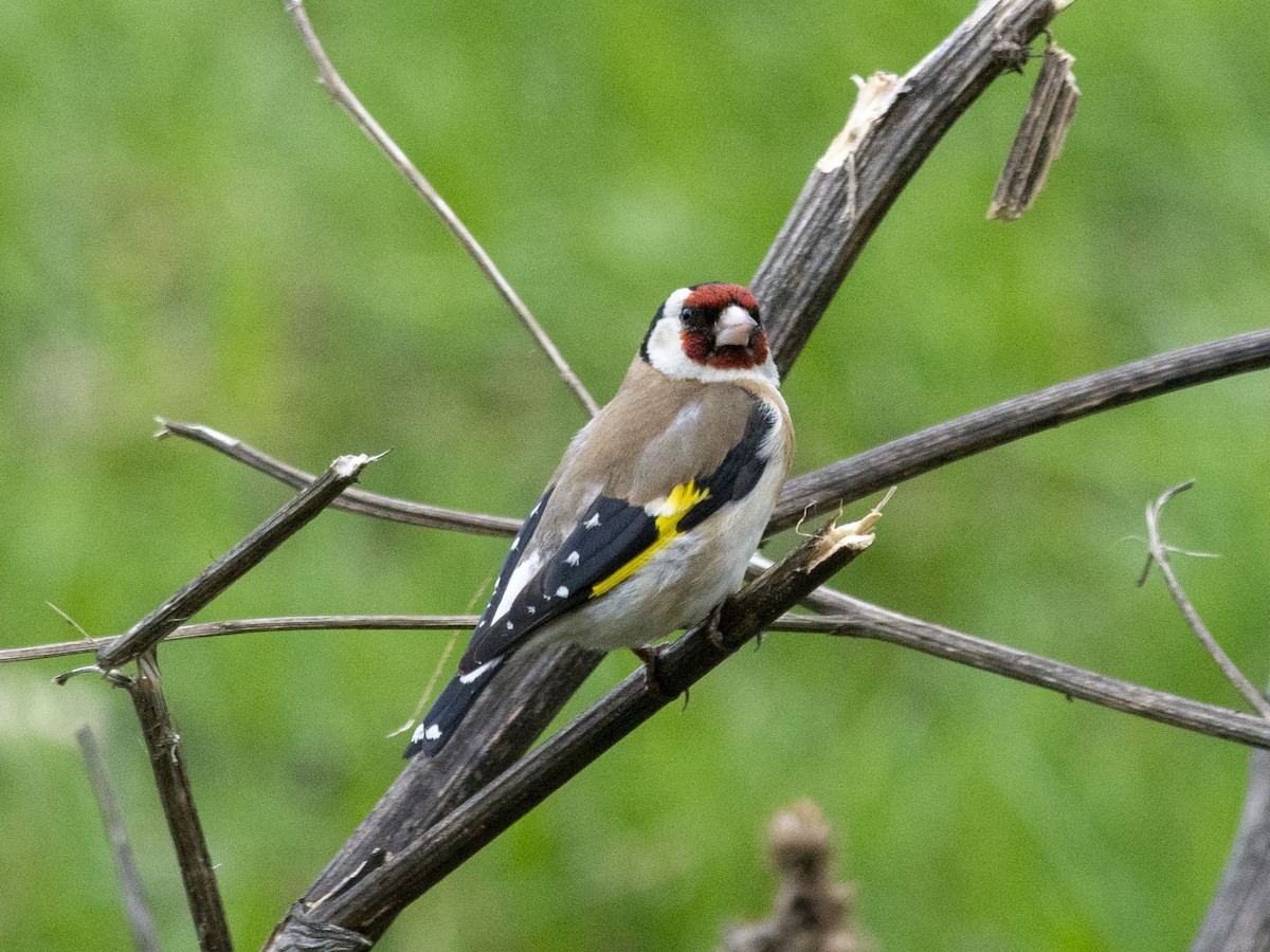 Щиглик звичайний [група carduelis] - ML618312359