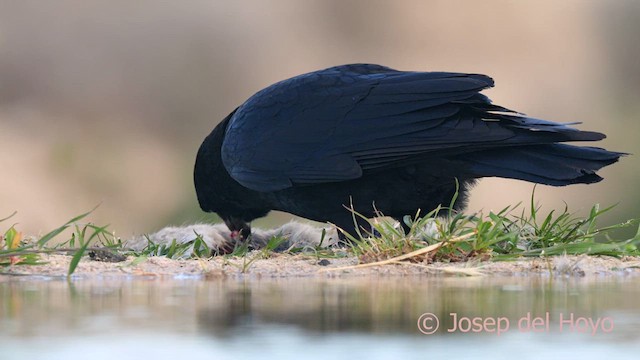 Carrion Crow - ML618312377