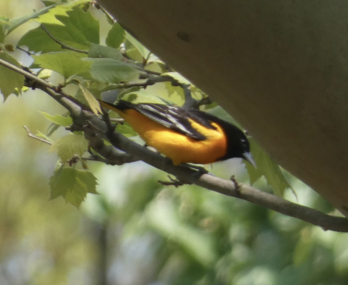 Baltimore Oriole - Abigail Hellman