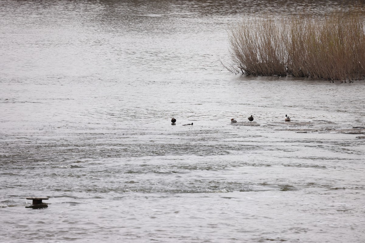 American Black Duck - Marie Provost