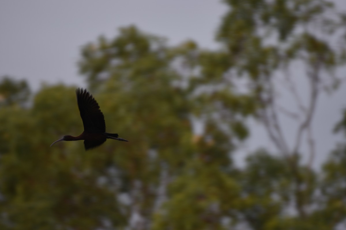 Glossy Ibis - Hitomi Ward