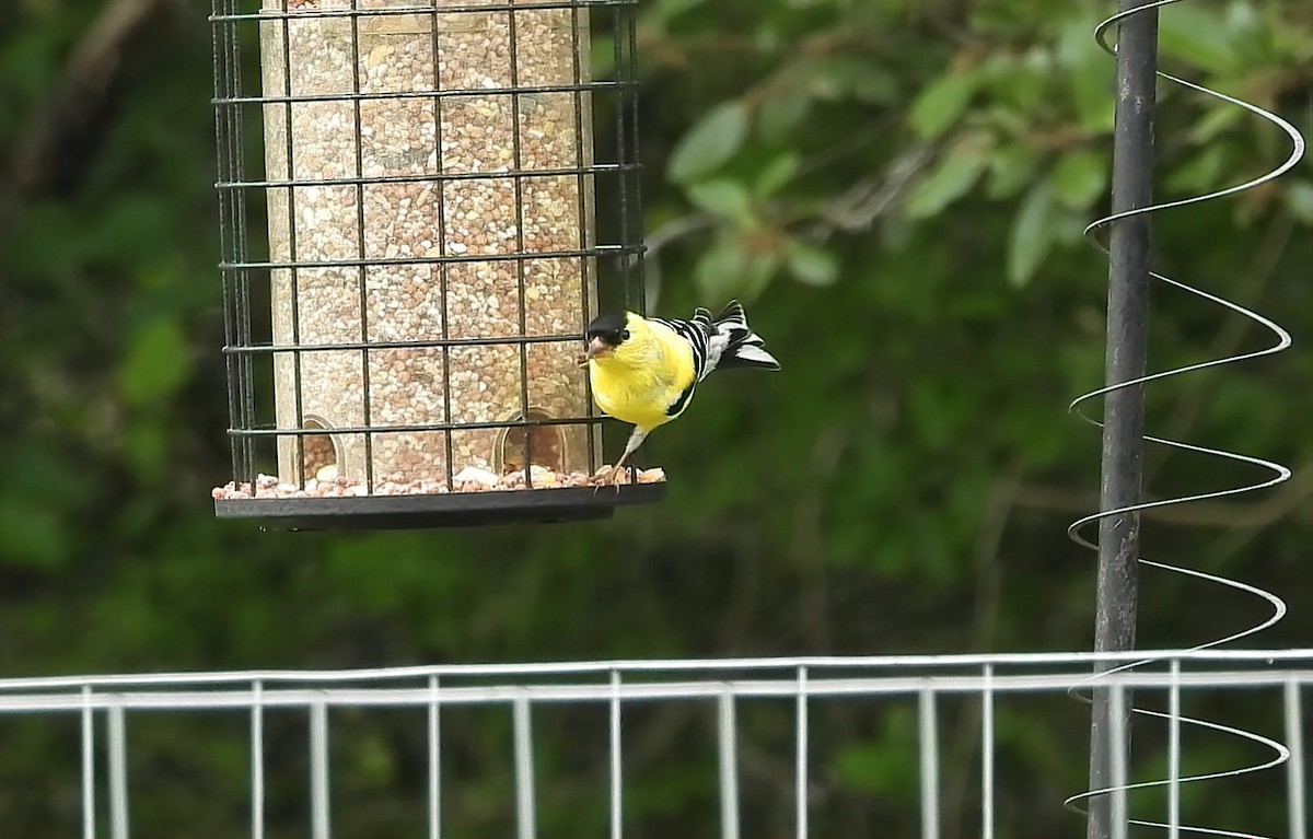 American Goldfinch - ML618312448