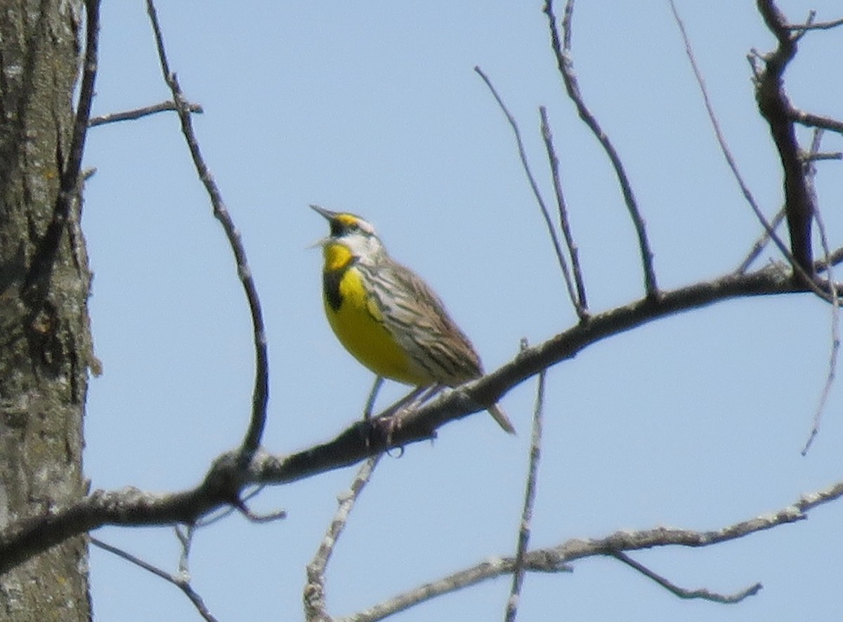 Eastern Meadowlark - ML618312452