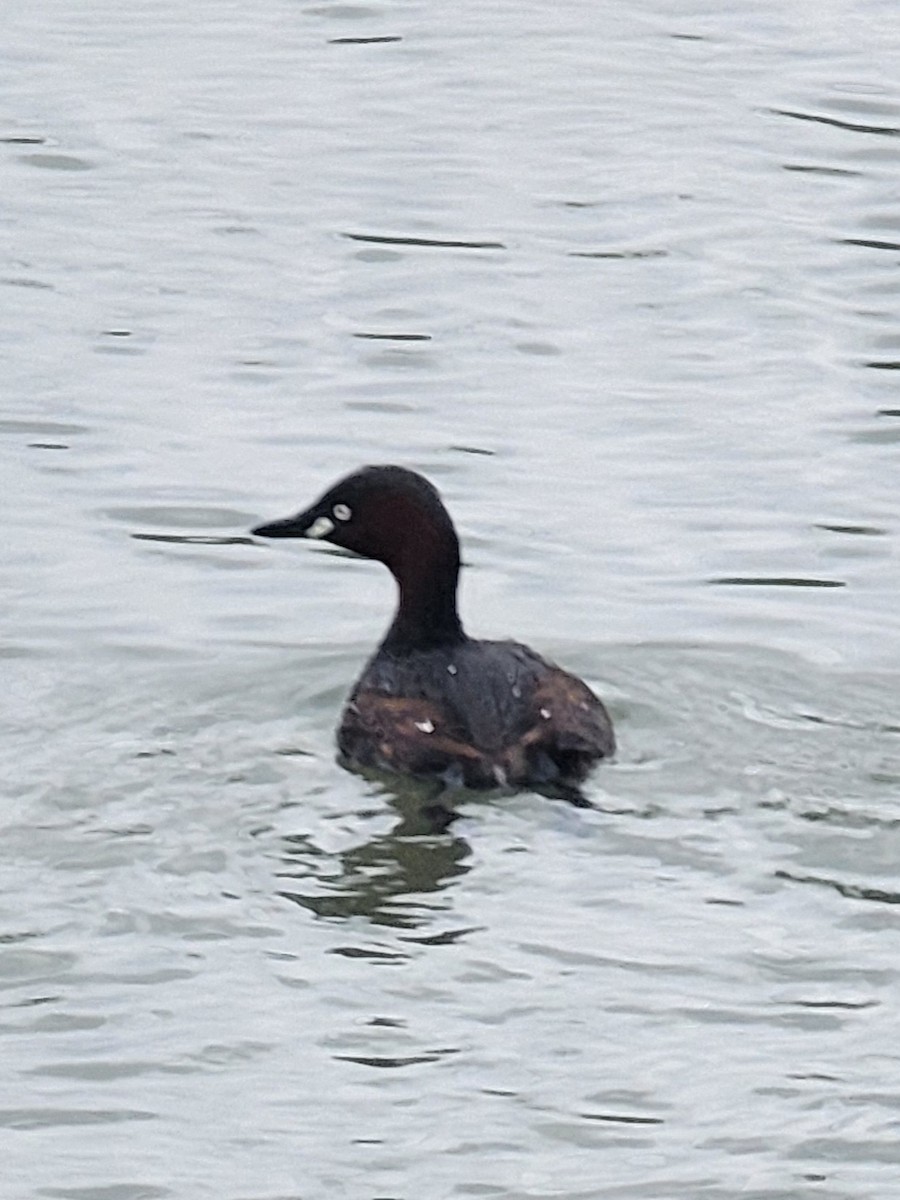 Little Grebe - ML618312482