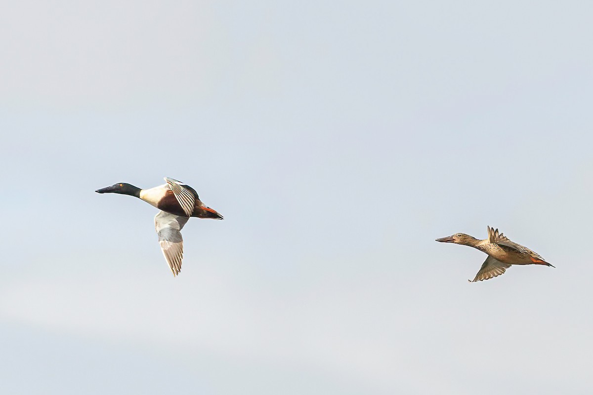 Northern Shoveler - ML618312531