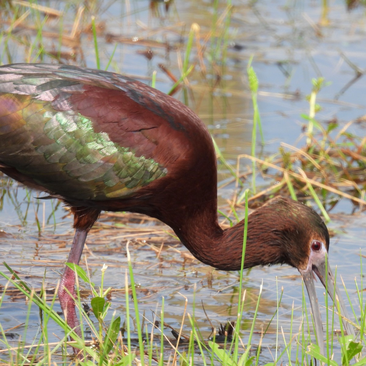 Glossy x White-faced Ibis (hybrid) - ML618312546