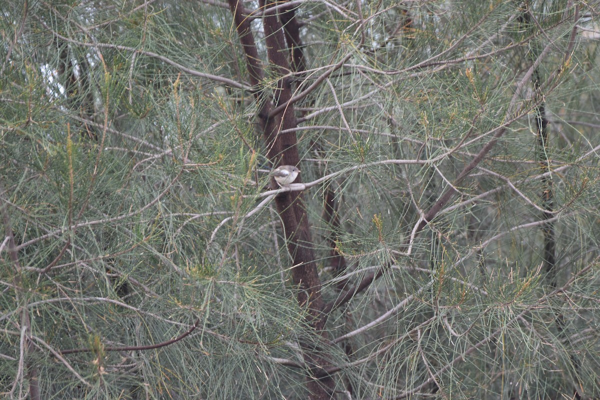 White-winged Fairywren - ML618312561