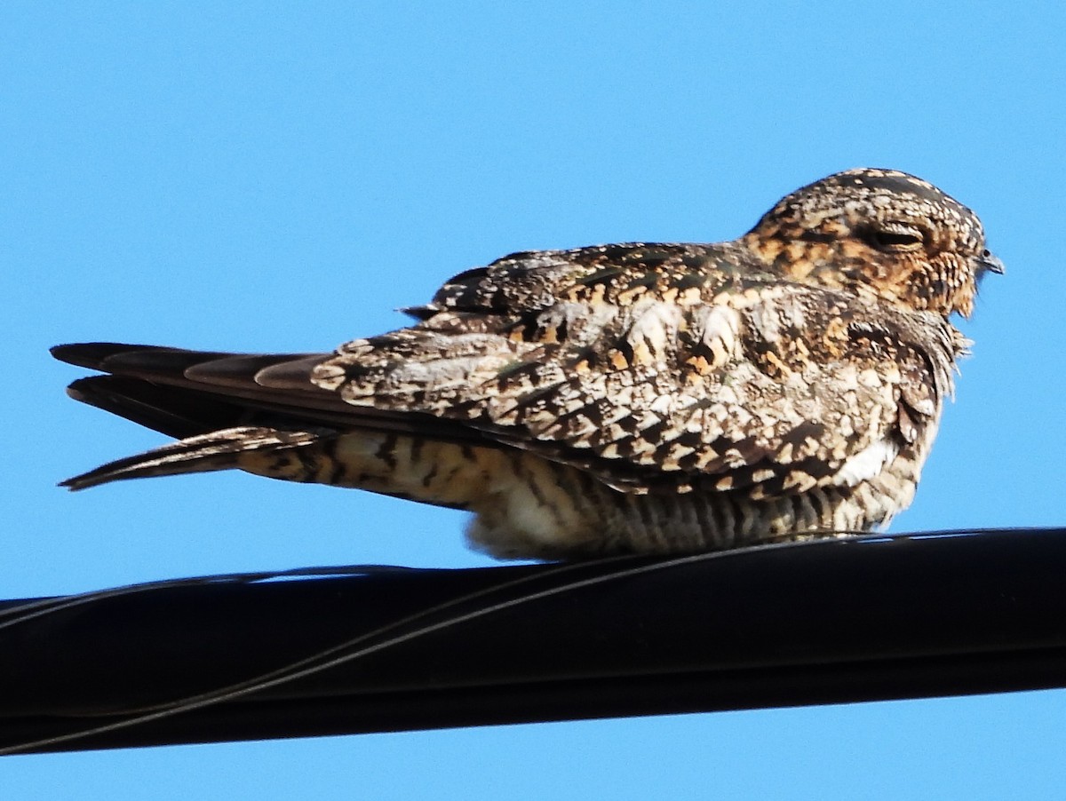 Common Nighthawk - Eric Haskell