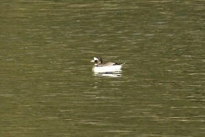Long-tailed Duck - Richard Audette